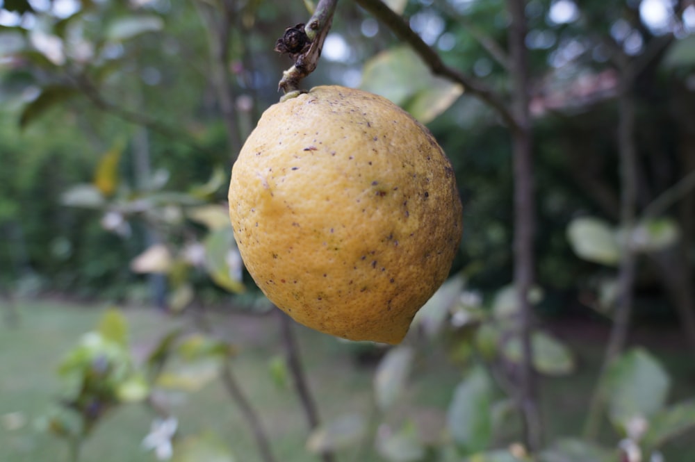 a close up of a fruit hanging from a tree