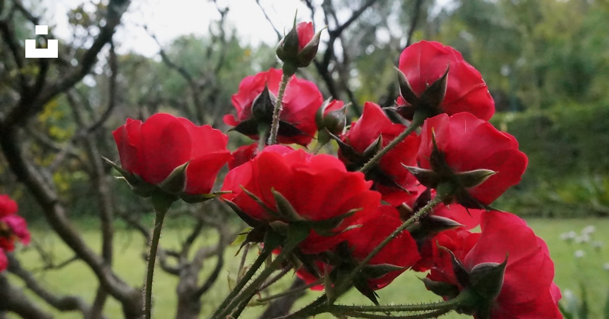 Un bouquet de fleurs rouges qui sont dans l’herbe photo – Photo ...