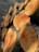 A stack of freshly cut tree logs with visible growth rings, showing a natural texture and warm brown tones. The logs are placed horizontally and appear to be in an outdoor setting.