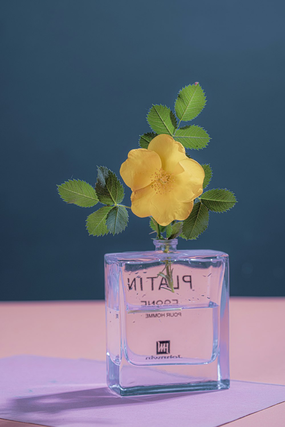 a yellow flower is in a square glass vase
