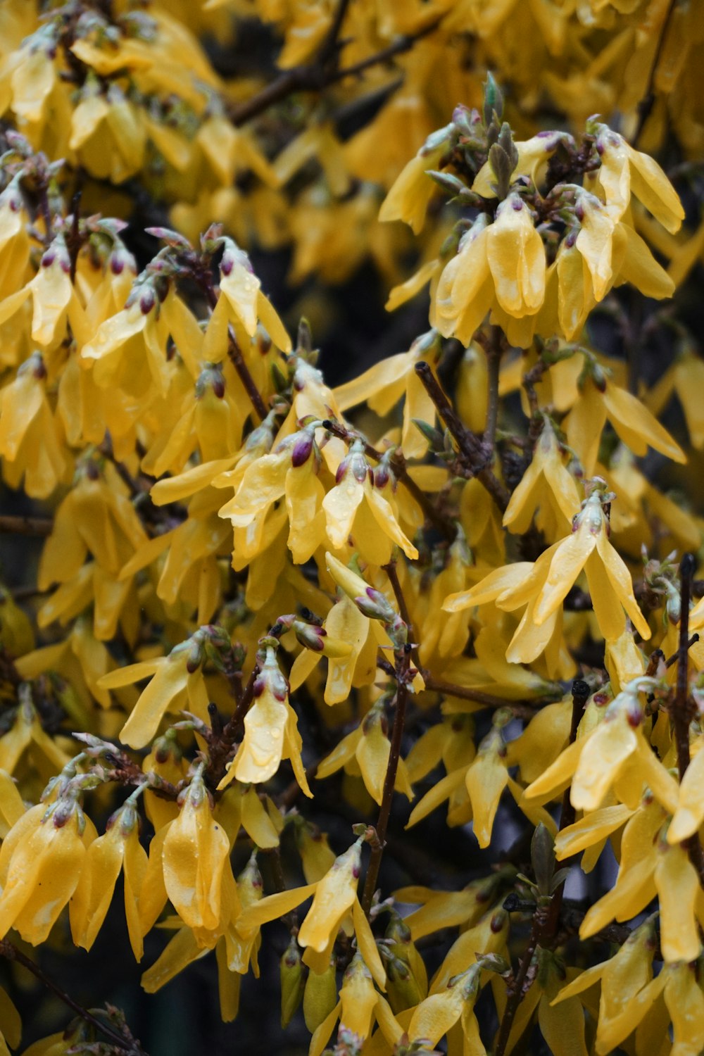 a bunch of yellow flowers that are on a tree