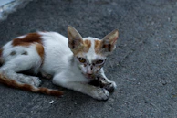 Before and after images of a stray cat’s remarkable recovery journey.