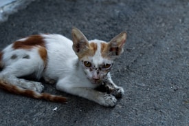 A small, skinny cat with patches of brown and white fur lying on a rough, textured gray surface. The cat's face appears dirty and its expression looks tired or forlorn. It has large ears and alert eyes, creating a contrast with its seemingly weak physique.