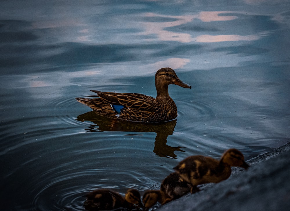 a mother duck and her ducklings swimming in the water