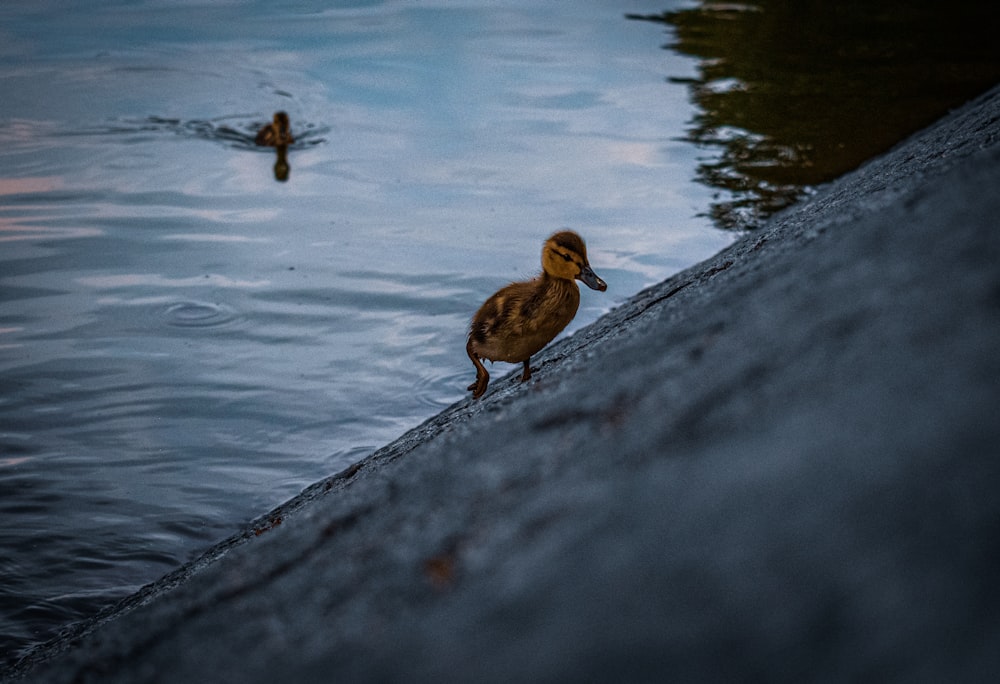 a duck standing on the edge of a body of water