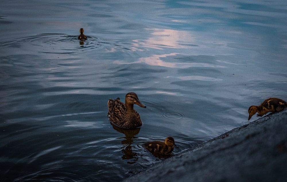 a group of ducks floating on top of a body of water