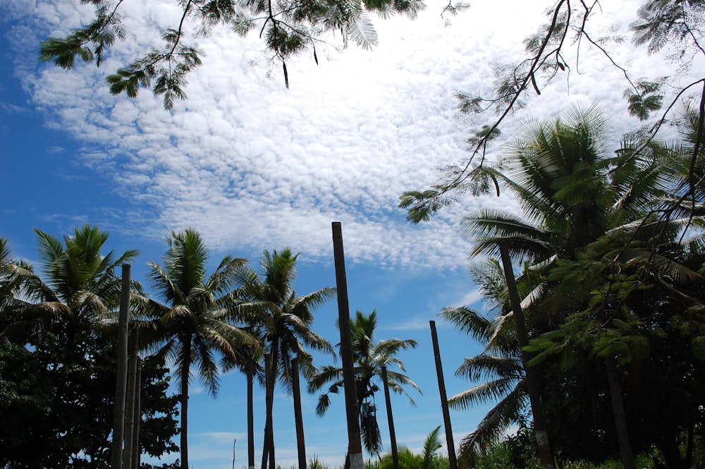 a row of palm trees with a blue sky in the background