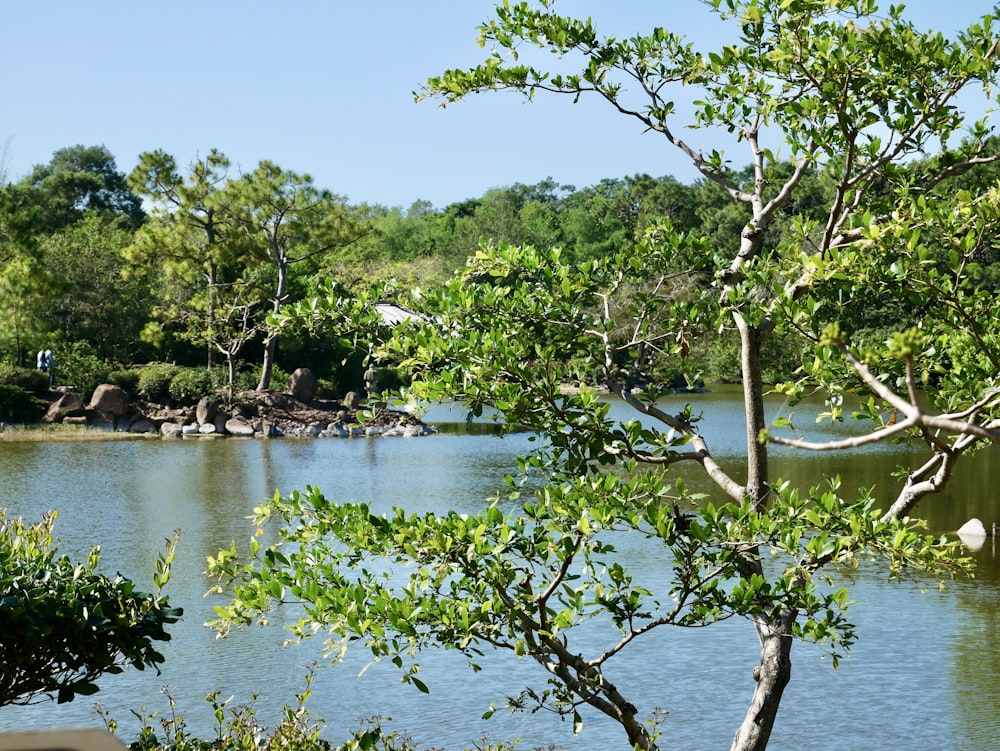 a body of water surrounded by trees and rocks