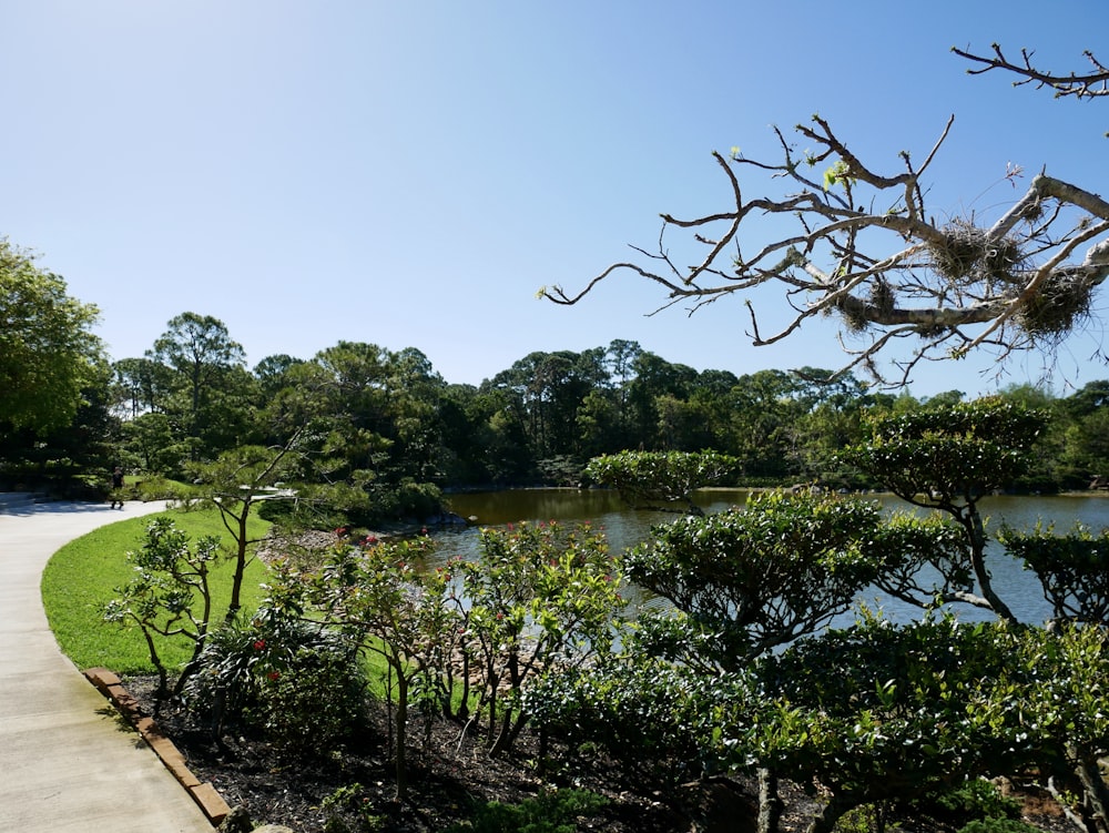 a path in a park with a lake in the background