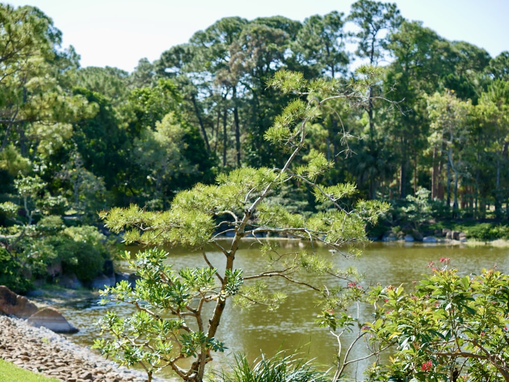 a small pond surrounded by trees and grass