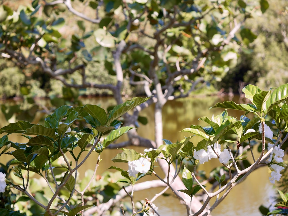 a tree with white flowers near a body of water