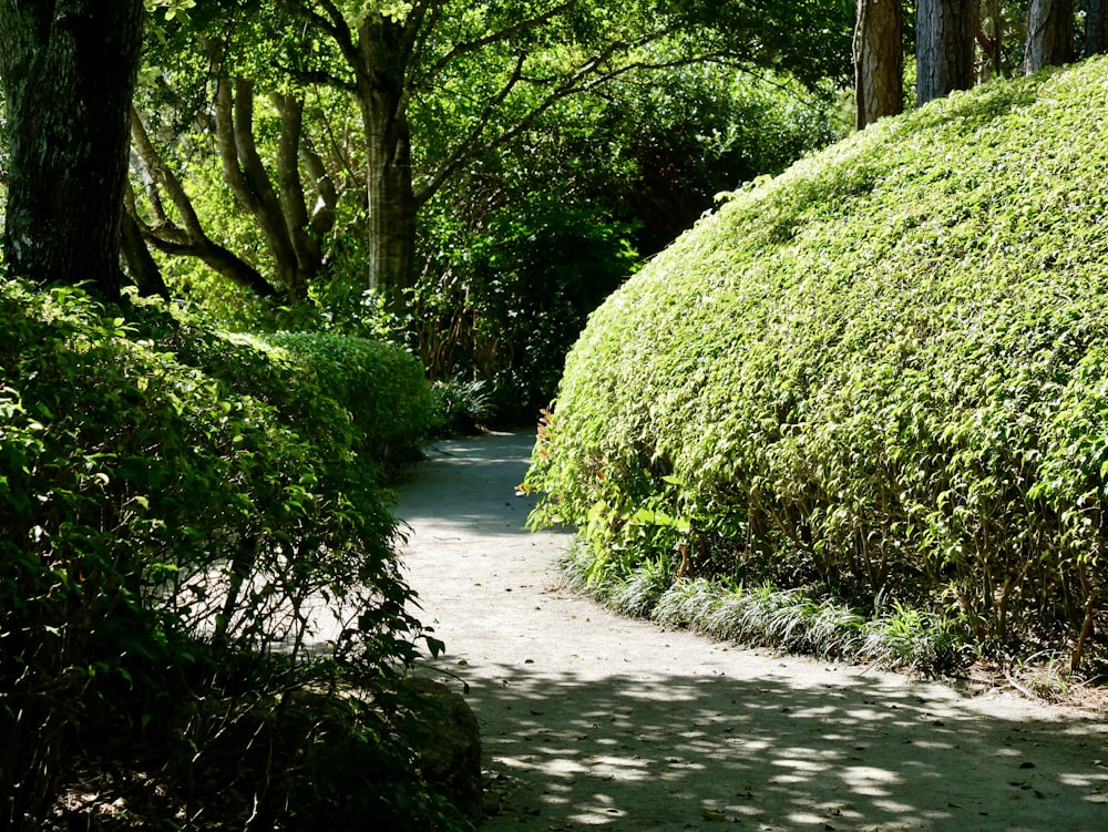a path in the middle of a lush green park