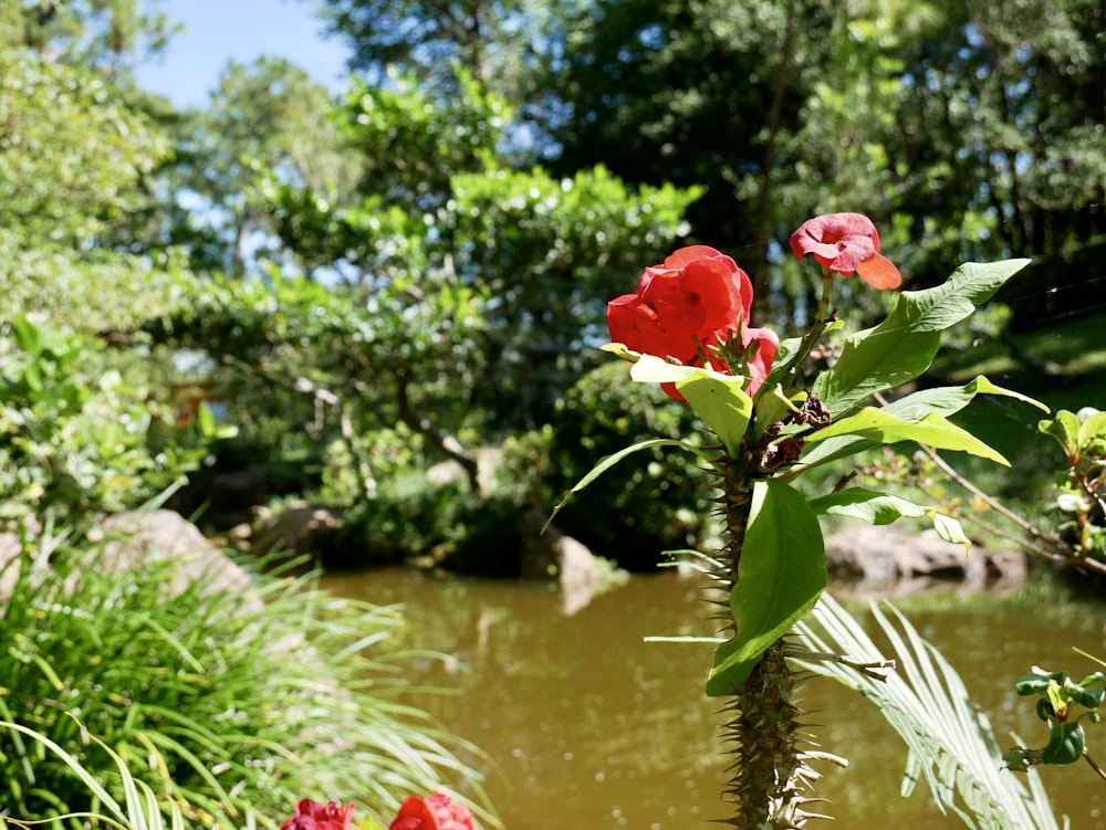 a red flower sitting on top of a lush green field