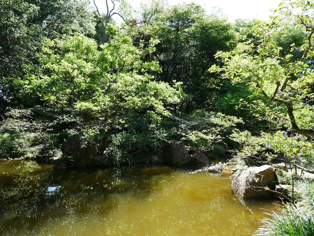 a small stream running through a lush green forest