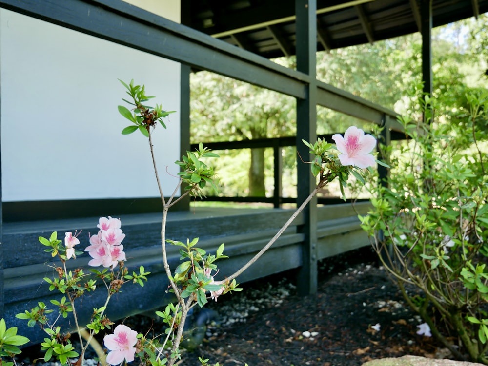 some pink flowers are growing near a metal fence