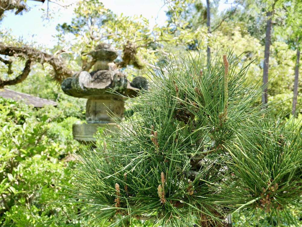 a pine tree in a park with a statue in the background