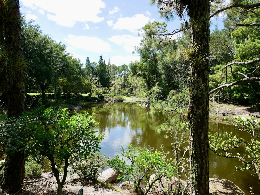 a small pond surrounded by trees and rocks