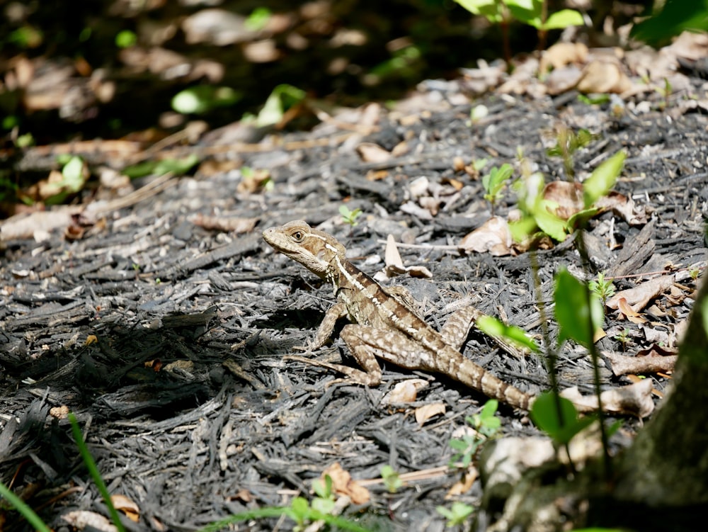 a small lizard is sitting on the ground