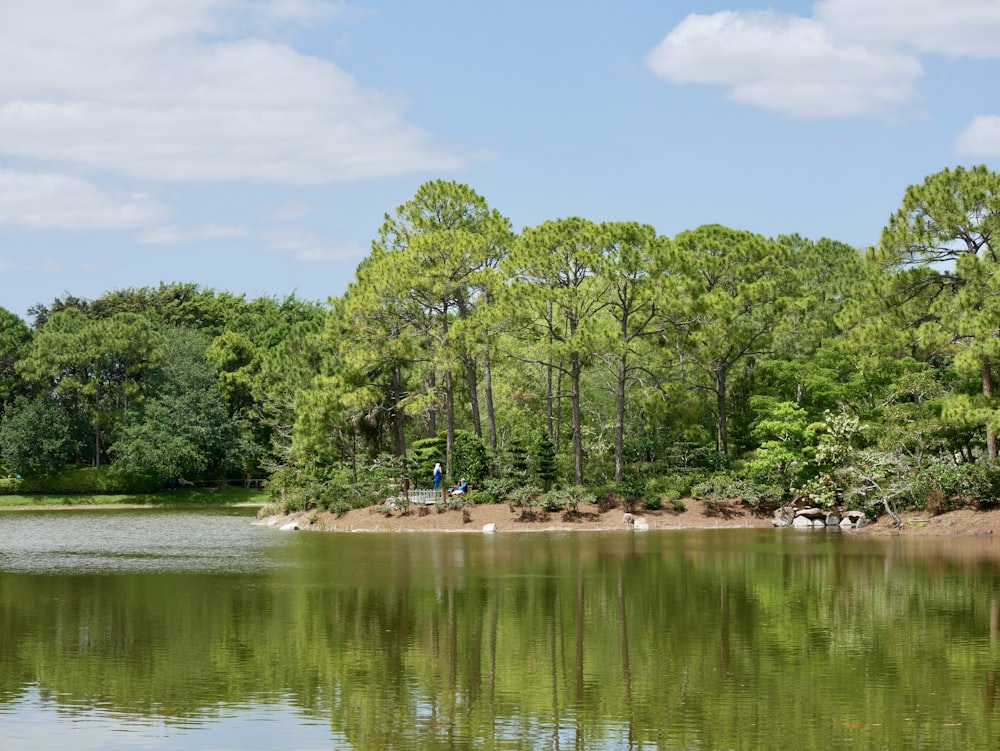 a body of water surrounded by lots of trees