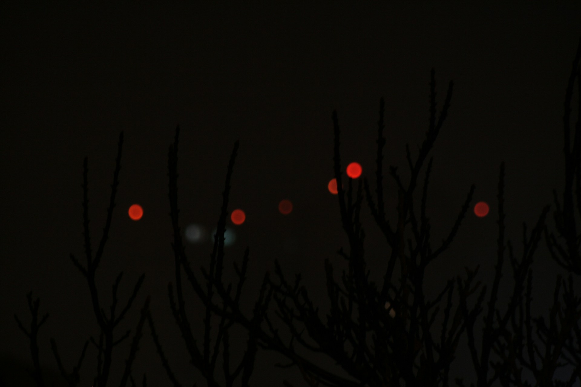 a blurry photo of a tree at night