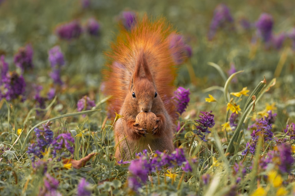 Una ardilla roja comiendo una nuez en un campo de flores