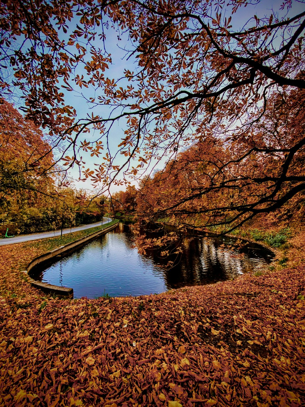 a small pond surrounded by leaves and trees