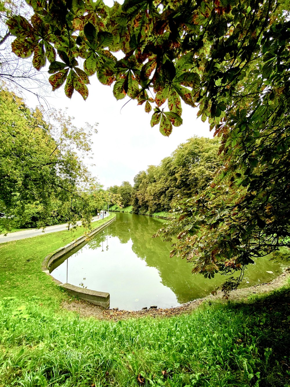 a small pond surrounded by trees and grass