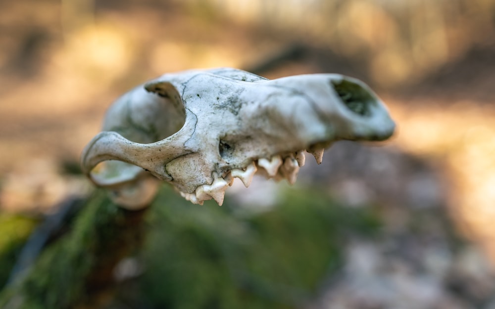 a close up of a fake animal skull
