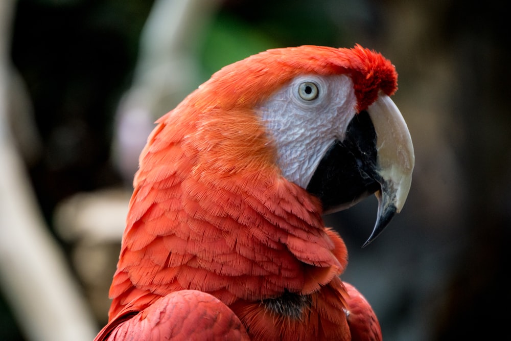 a close up of a parrot with a tree in the background