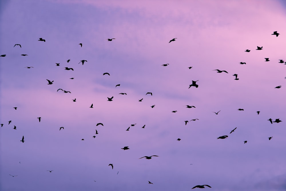 a flock of birds flying through a purple sky