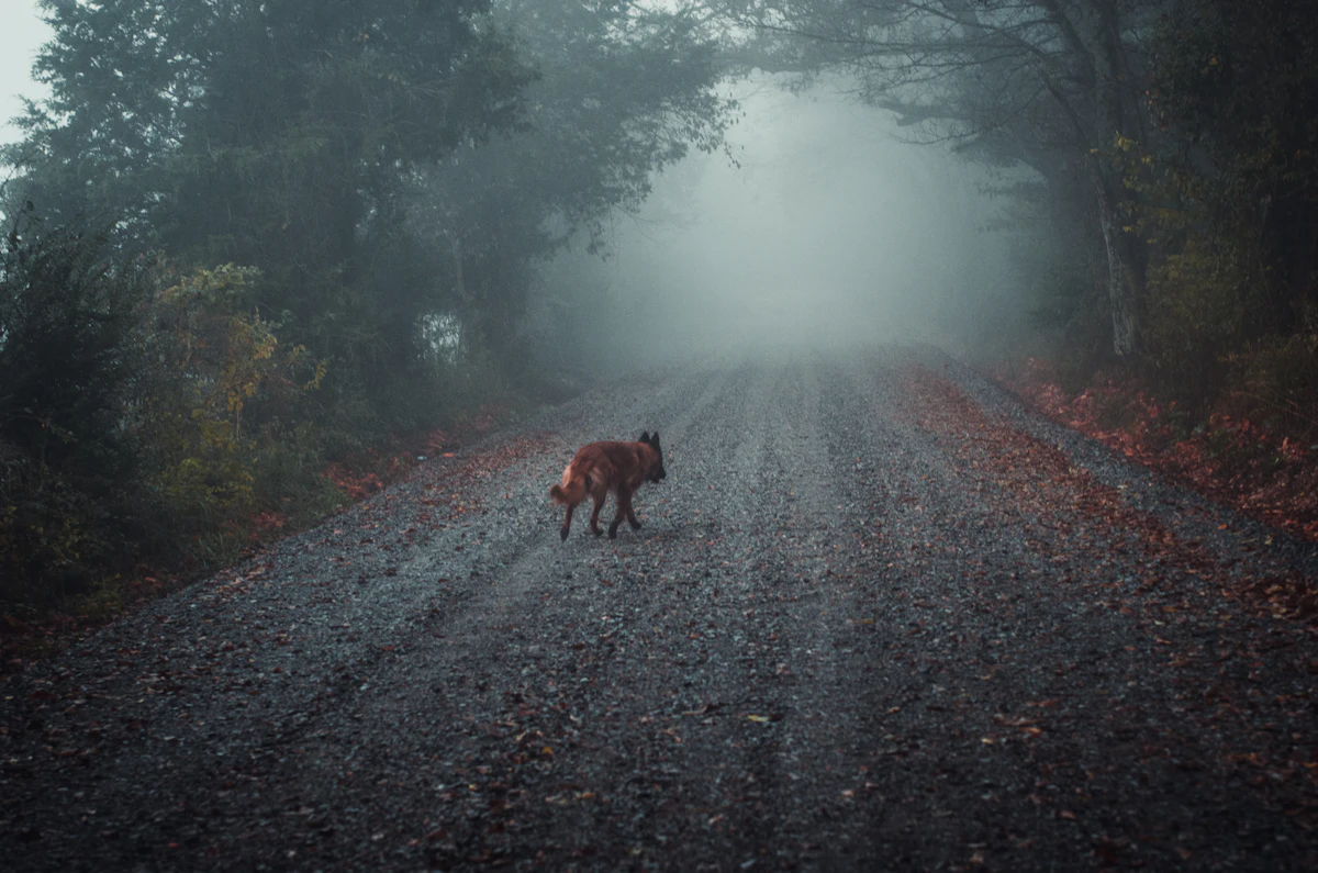 A dog crossing a foggy gravel road through autumn woods near Siloam Springs, Arkansas
