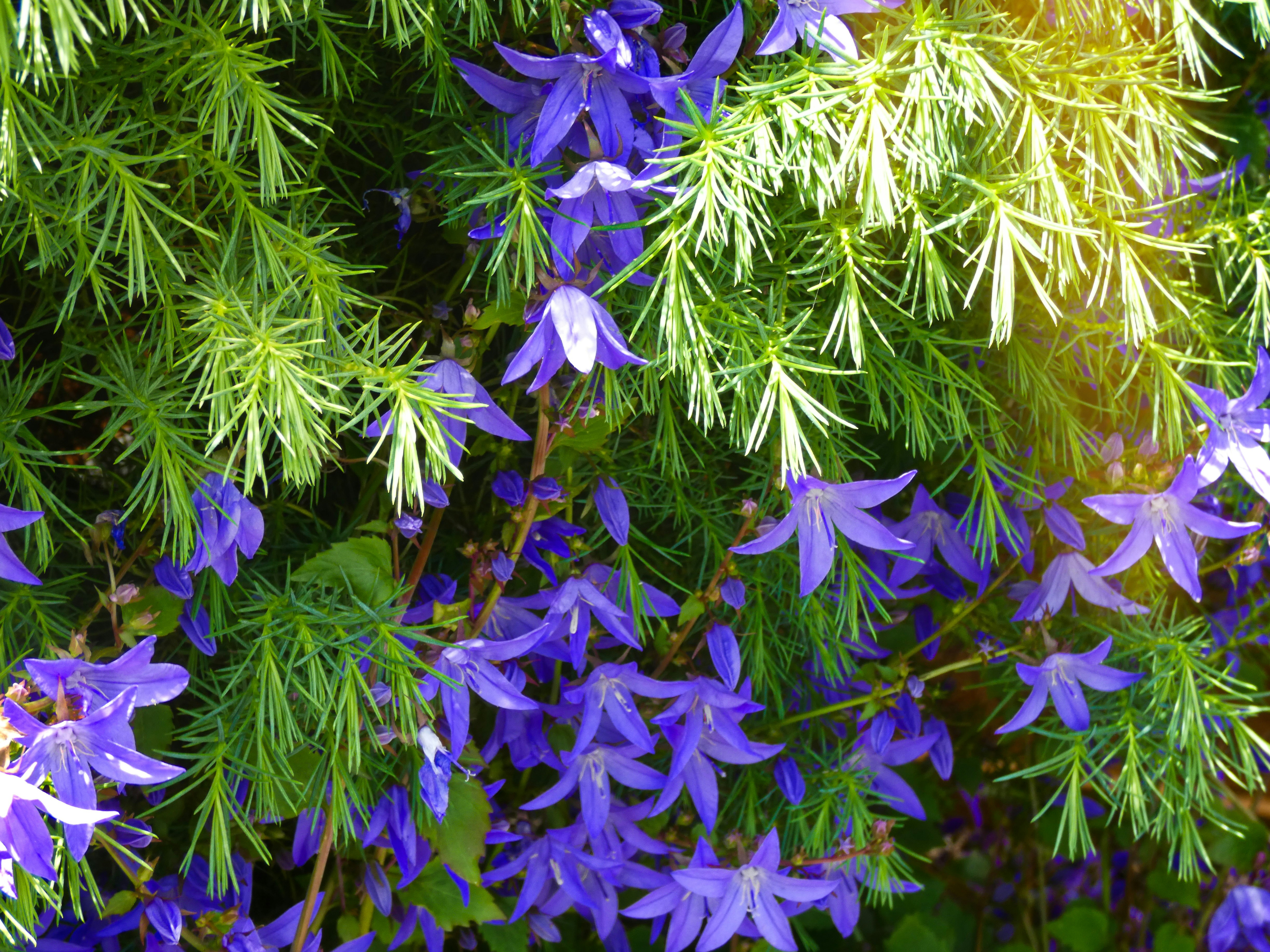 a close up of a bunch of purple flowers
