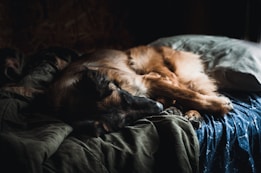 A large dog with a long coat is curled up sleeping on a bed. The bed is covered with dark-colored blankets and pillows, and the room appears dimly lit, suggesting a cozy and serene atmosphere.
