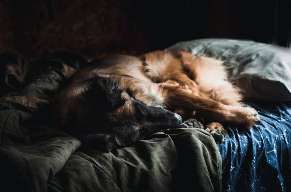 a dog is sleeping on a bed with a blanket