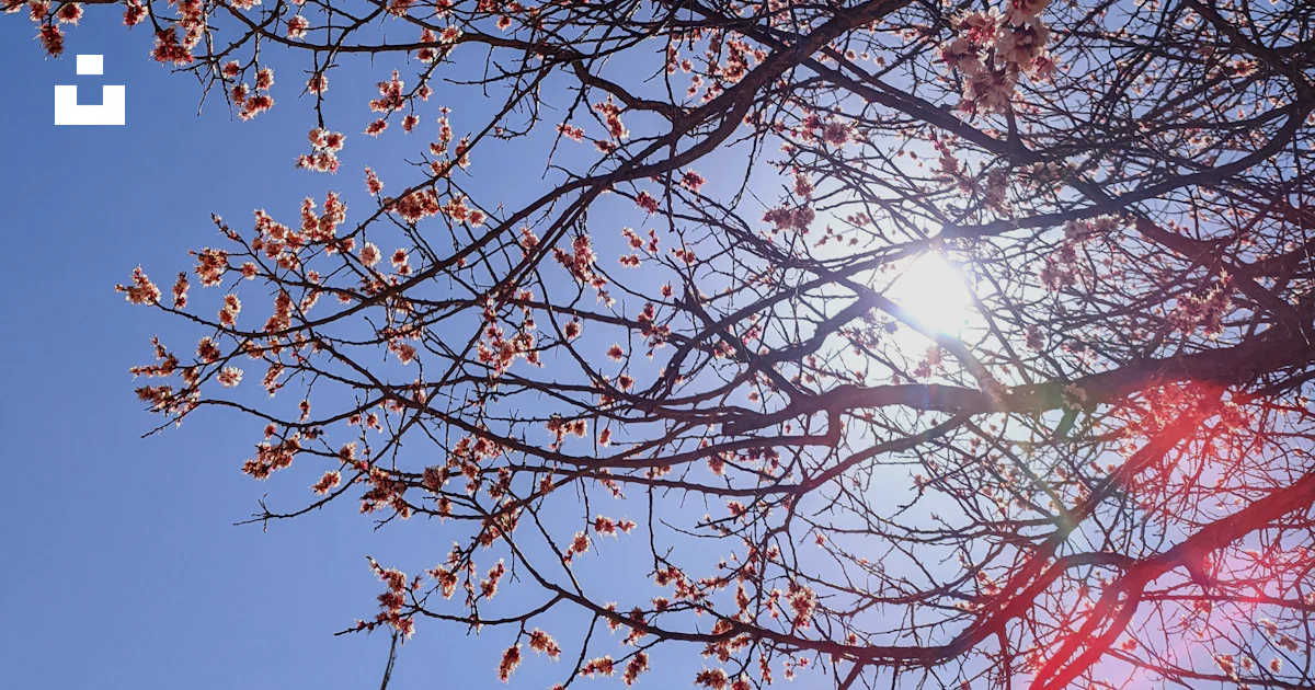 Spring Sun Through Trees The sun shines through the branches of a tree photo – Free Spring ...