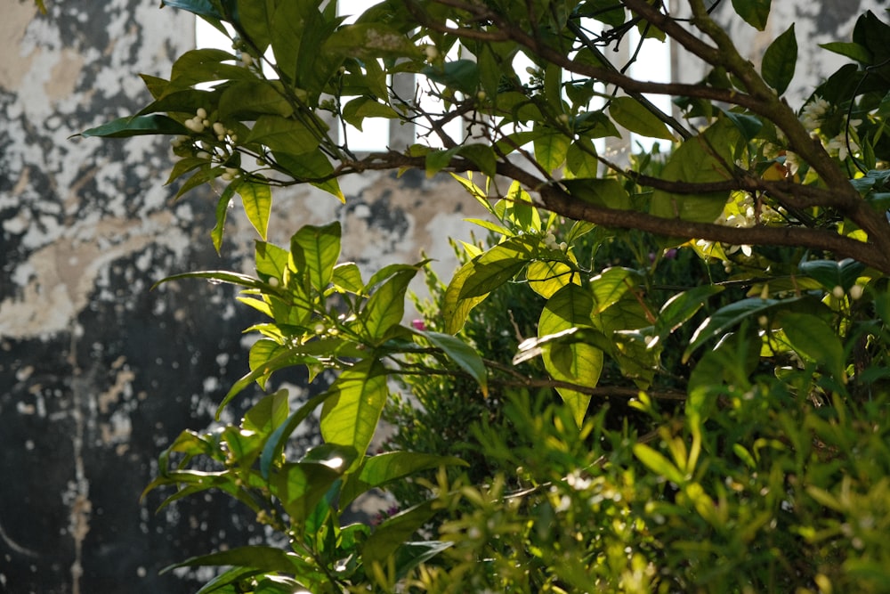 uma árvore com folhas verdes na frente de um edifício