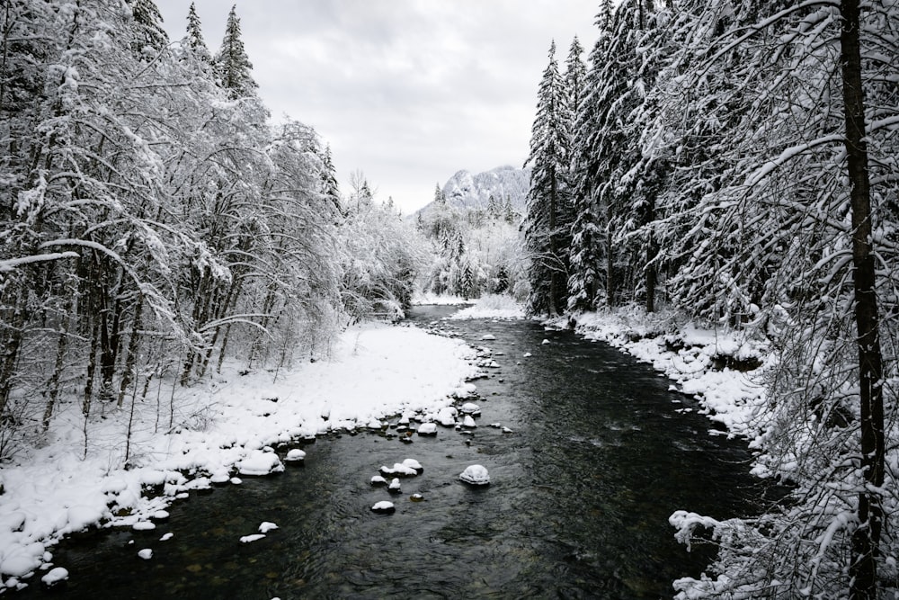 a river running through a snow covered forest