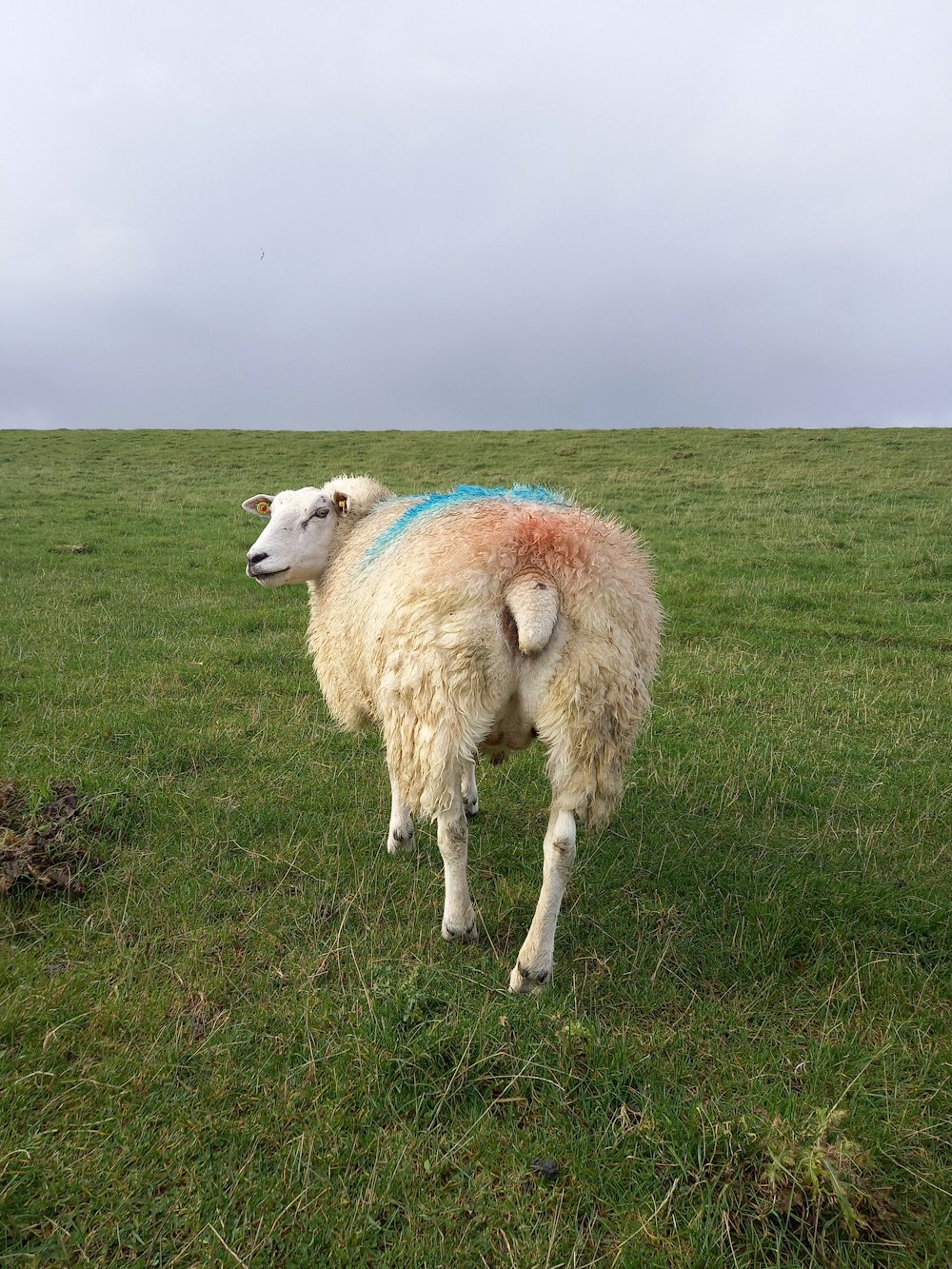 uma ovelha em pé em um campo de grama verde