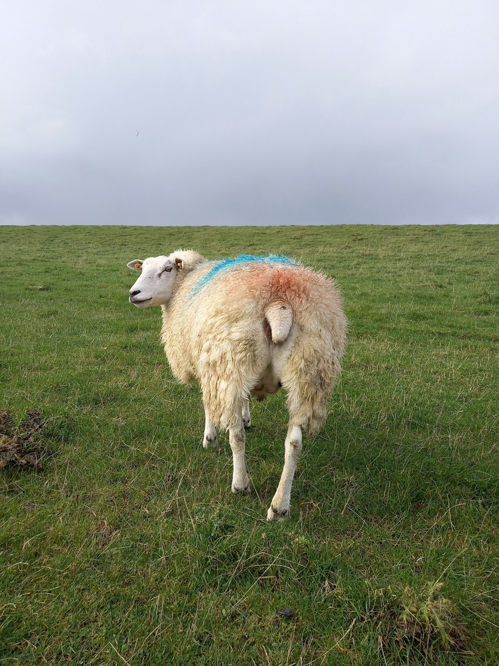 Una oveja de pie en un campo de hierba verde
