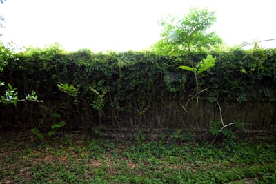 Stockton-on-Tees (Stockton) Garden services hedge cutting and tree work