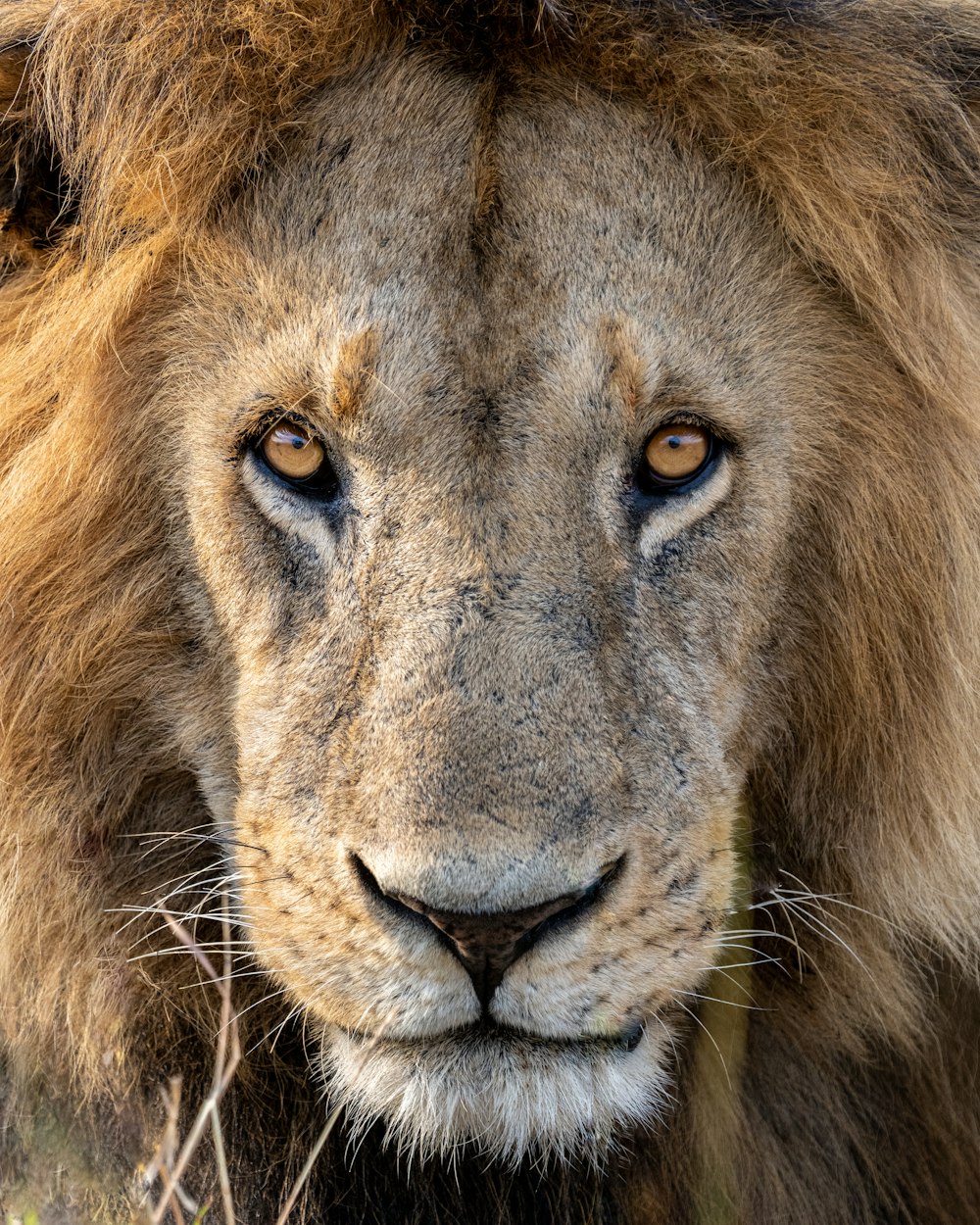 a close up of a lion's face with a blurry background