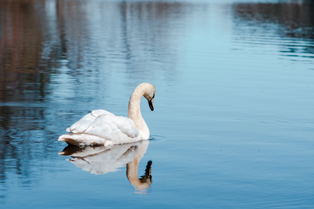 a white swan is swimming in a lake