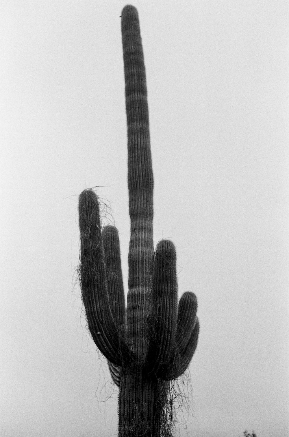 Un gran cactus en medio de un campo