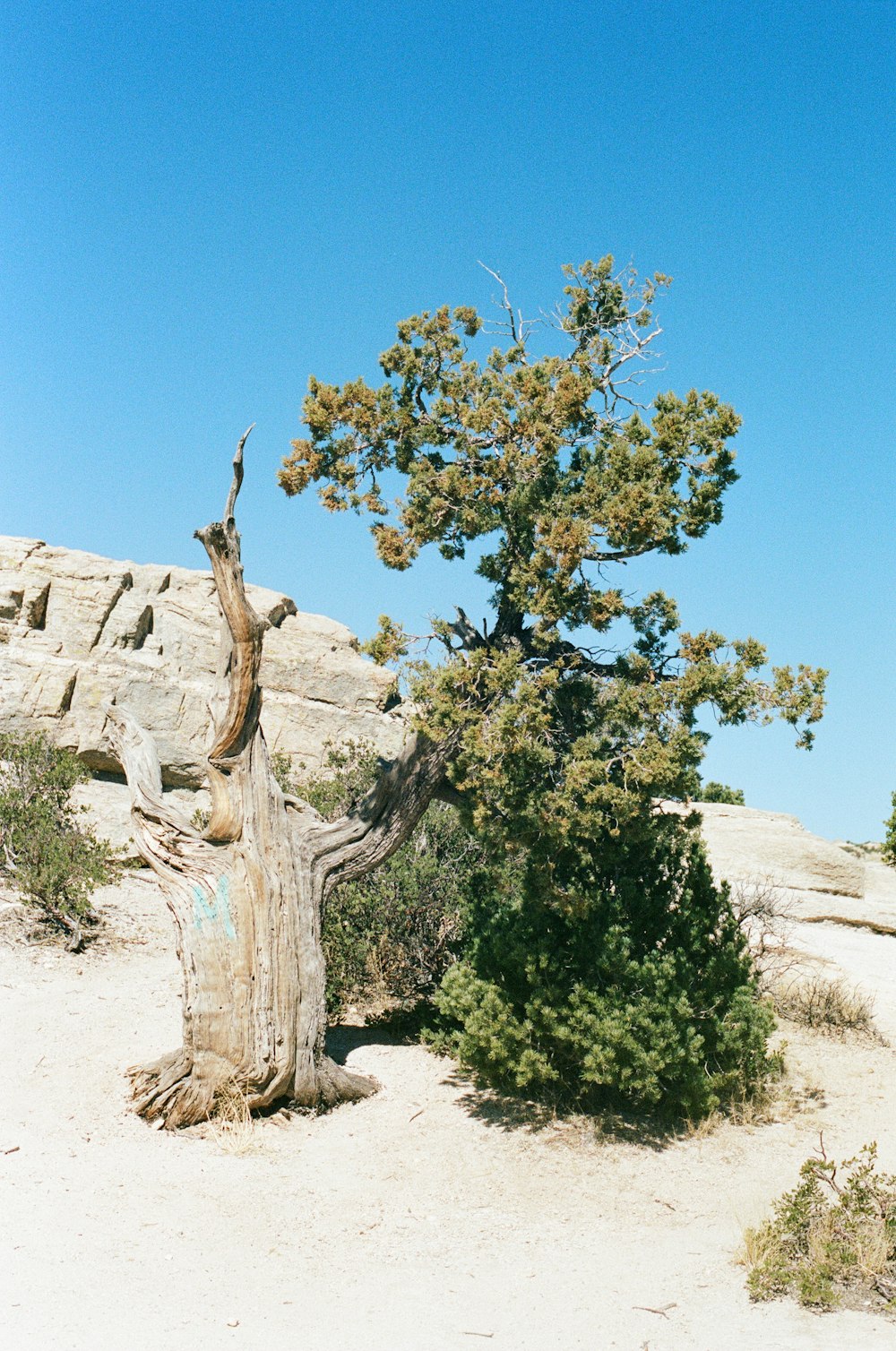 a lone tree in the middle of a desert