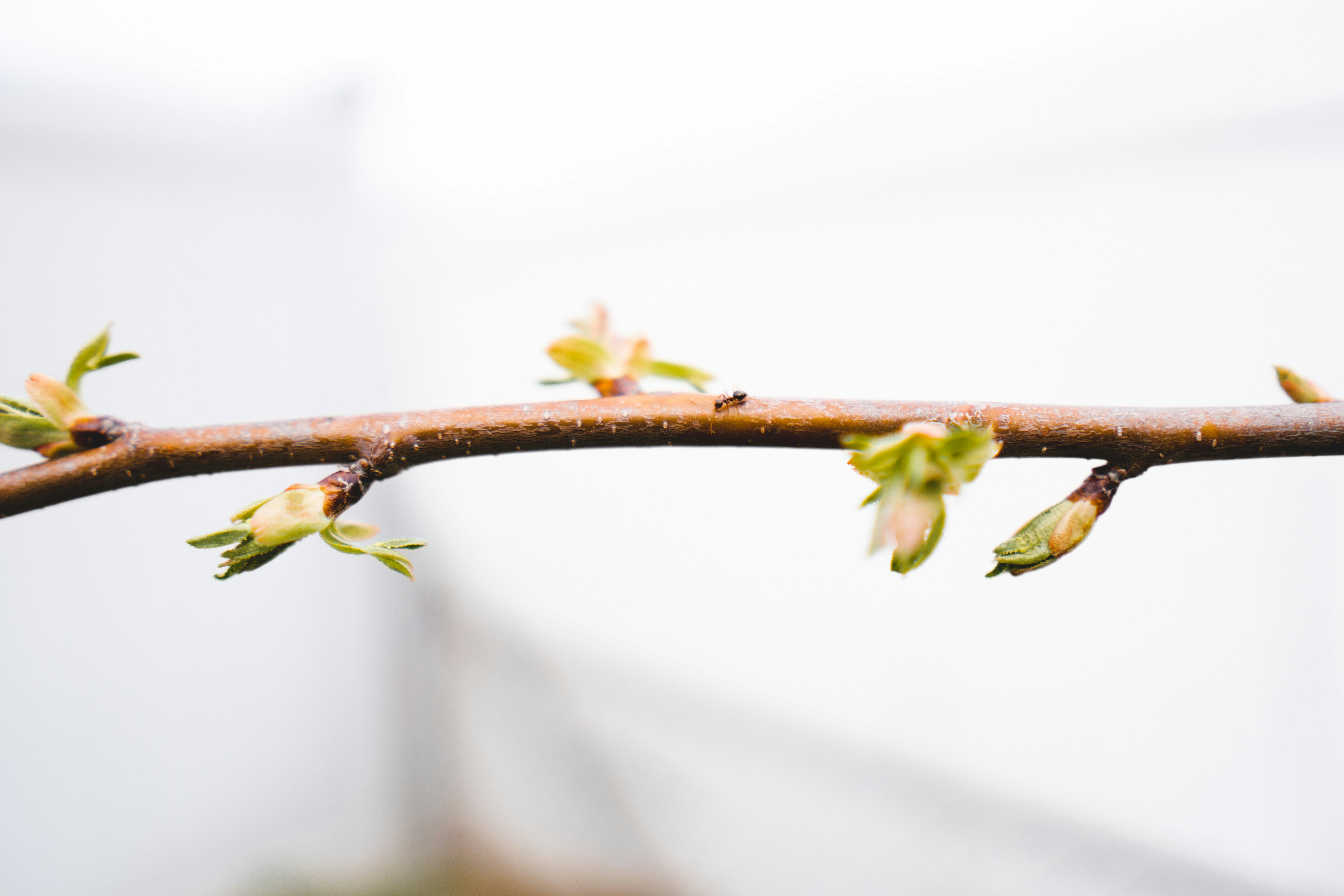 Photo by emmanuelphaeton