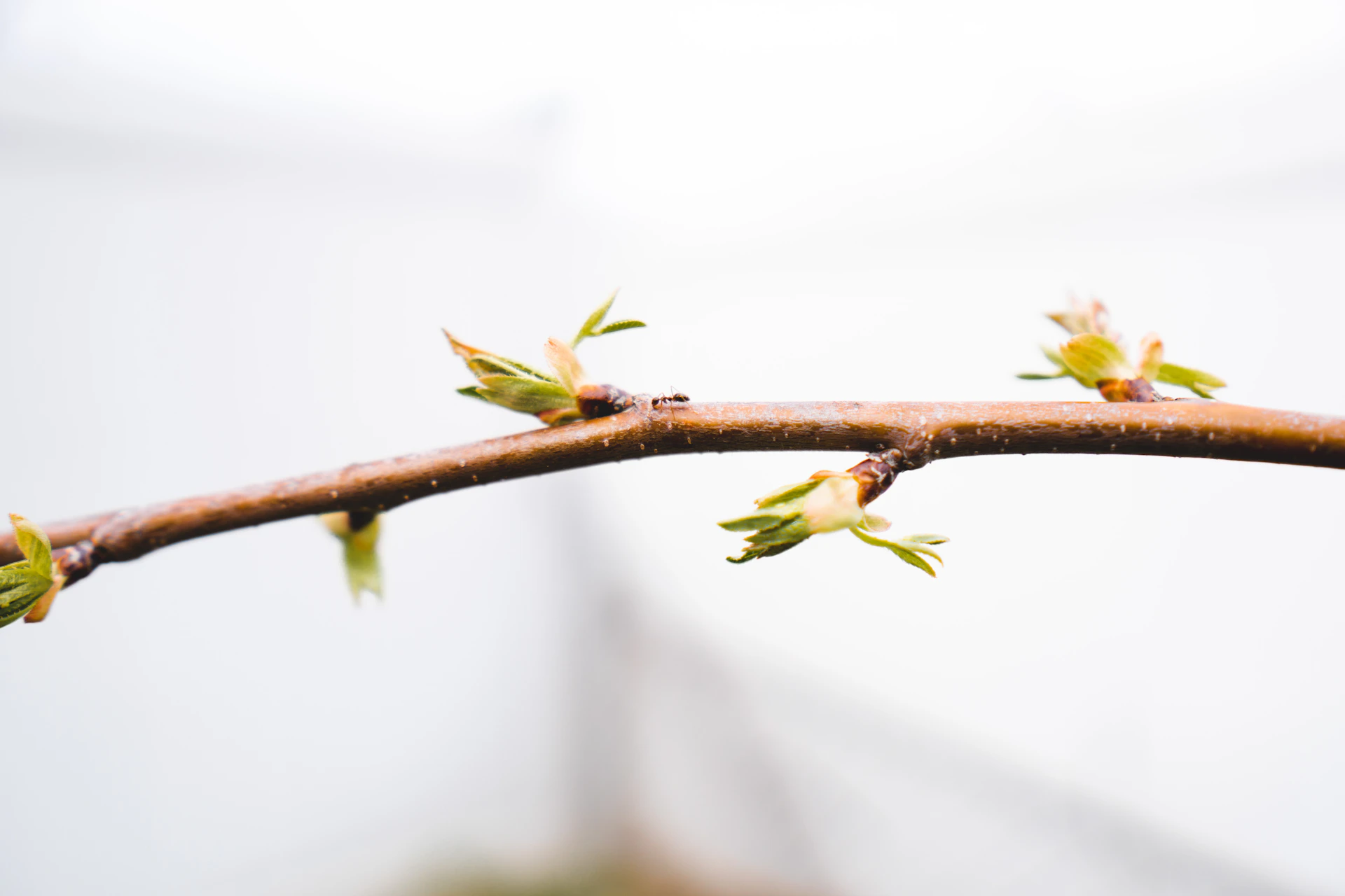 a close up of a branch with buds on it