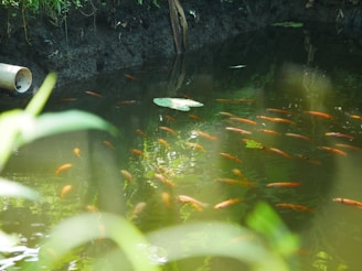 A small pond with clear, slightly greenish water, filled with numerous orange-colored fish. There's a large leaf floating on the surface of the water. The pond is surrounded by lush green foliage, and there is a large tree root visible at the edge of the pond. A pipe protrudes from the left side.