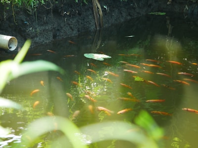 A small pond with clear, slightly greenish water, filled with numerous orange-colored fish. There's a large leaf floating on the surface of the water. The pond is surrounded by lush green foliage, and there is a large tree root visible at the edge of the pond. A pipe protrudes from the left side.