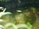 A small pond with clear, slightly greenish water, filled with numerous orange-colored fish. There's a large leaf floating on the surface of the water. The pond is surrounded by lush green foliage, and there is a large tree root visible at the edge of the pond. A pipe protrudes from the left side.