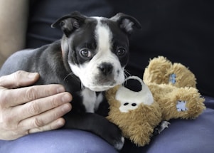 A small black and white puppy with a distinctive face rests its head on a brown plush toy resembling a bear. A hand gently pets the puppy, providing a sense of care and affection. The background is dark, which contrasts with the lighter colors of the puppy and the toy.